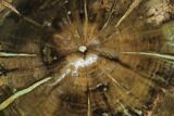 Petrified Wood (Woodworthia) Round - Top Quality #112031-1